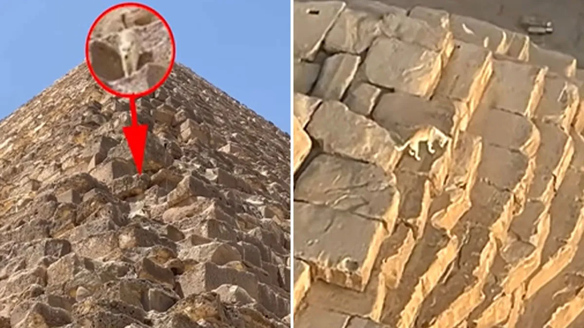 “It’s His Now”: Viral Dog That Climbed The Pyramid Of Giza Finally Comes Down