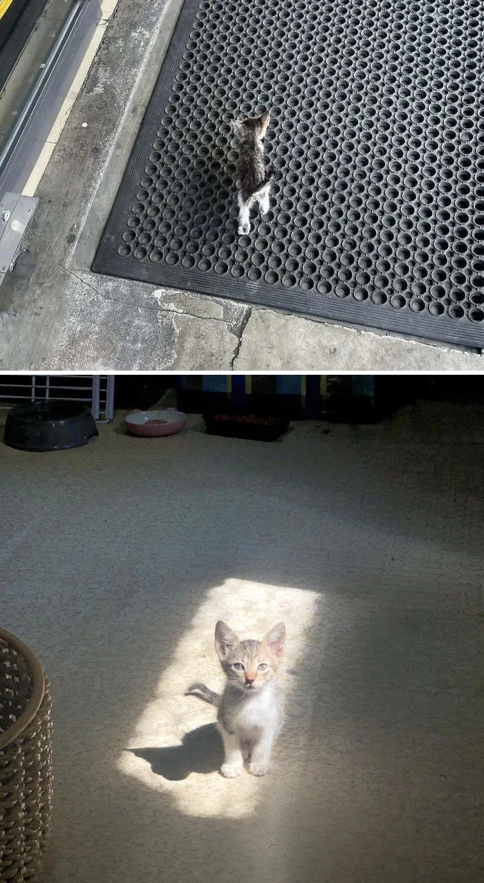 I Found This Kitten Near A Convenience Store. She Follows Me Everywhere I Go, So I've Decided To Bring Her Home. I Asked The Clerk If Anyone Owns Her And They Said No One Does