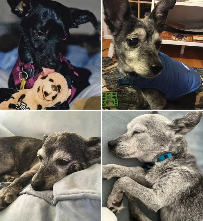 Mojo Turns 20 In A Few Months, And The Transformation To Silver Fox Is Almost Complete