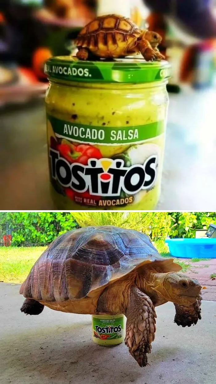 They Grow Up So Fast. Happy 3rd Birthday, Guacamole