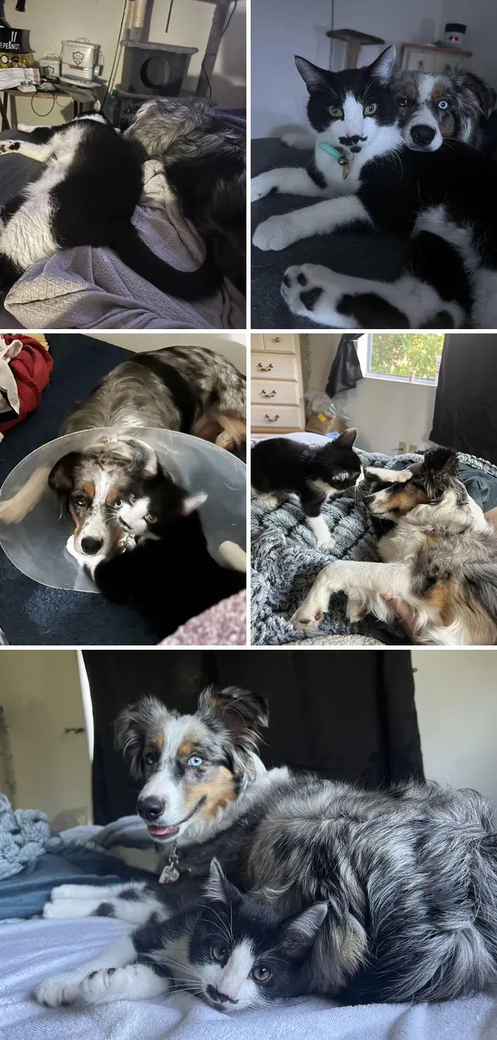 I Got A Cat For My Dog After She Got Anxiety After An Incident And They Became Instant Soulmates