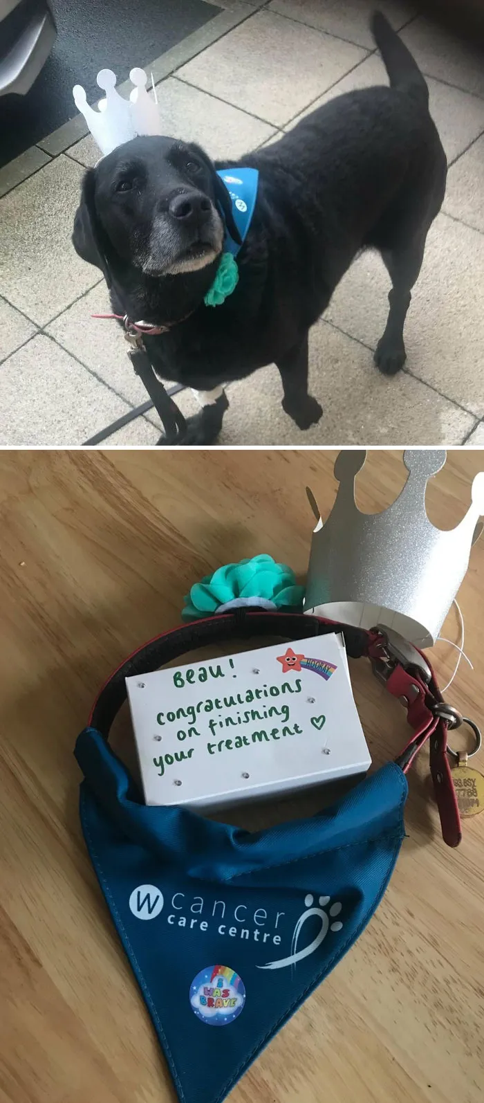 My Dog Beau Finishing His Final Chemo Yesterday. This Is How He Came Out The Vet's Office