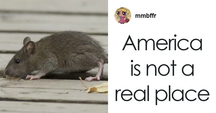 "Rat Birth Control" Bill Passed In New York City Sparks Outrage: "I Can't Get An Abortion"