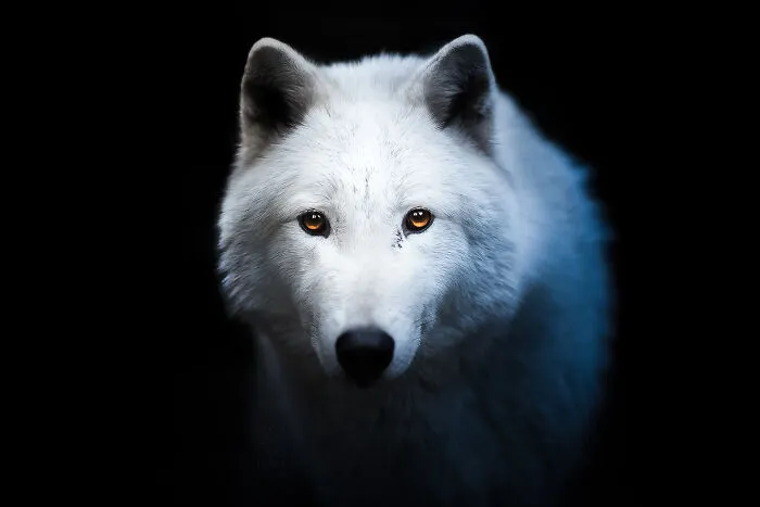 I’m A Photographer Who Captured 20 Spooky Yet Enchanting Dog Portraits