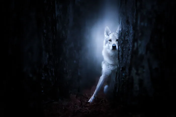 Don't Get Lost In The Forest