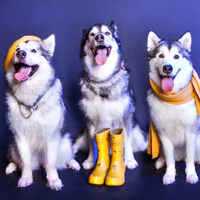 My 13 Colorful And Vibrant Canine Portraits That I Took For A Dog Calendar