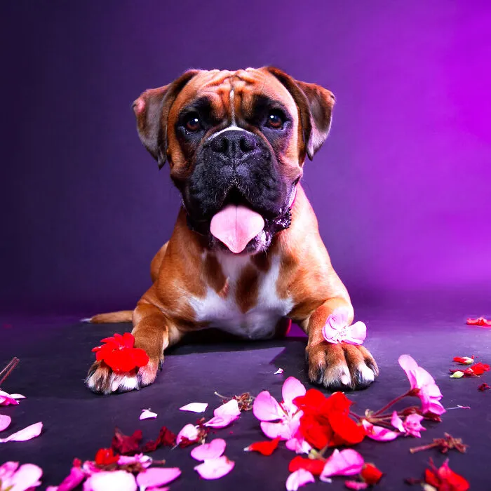My 13 Colorful And Vibrant Canine Portraits That I Took For A Dog Calendar