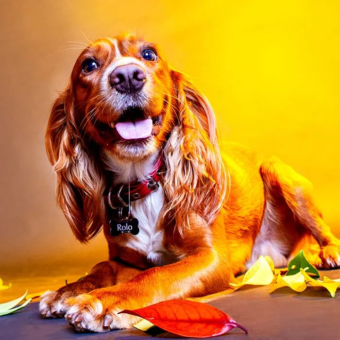 My 13 Colorful And Vibrant Canine Portraits That I Took For A Dog Calendar