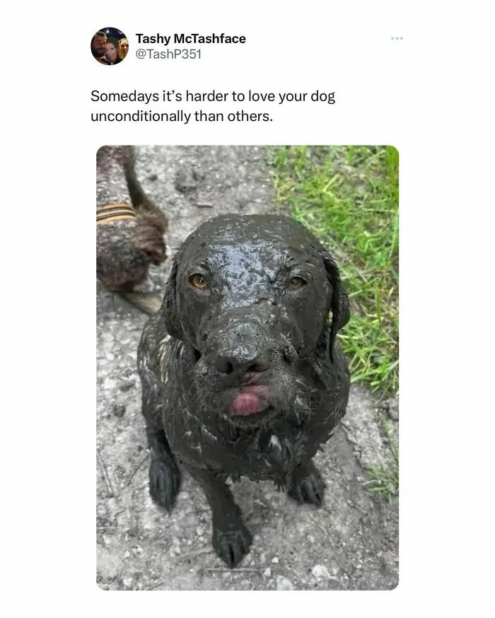 50 Funny "Great British Memes" To Crack You Up