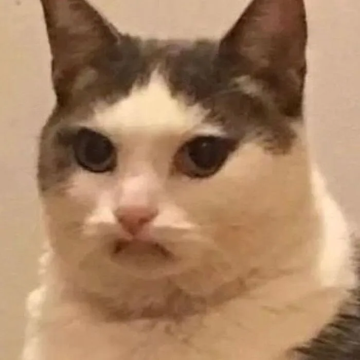 35 Hilariously Random Cat Pics To Make Your Day At Least 68.9% Better
