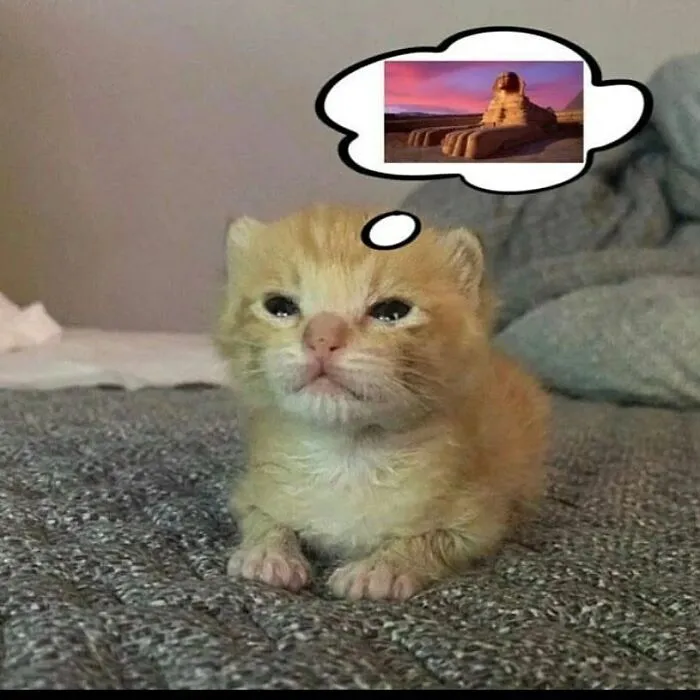 35 Hilariously Random Cat Pics To Make Your Day At Least 68.9% Better
