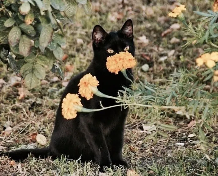 In Honor Of Halloween, Here Are 30 Silly And Spooky Pics And Memes