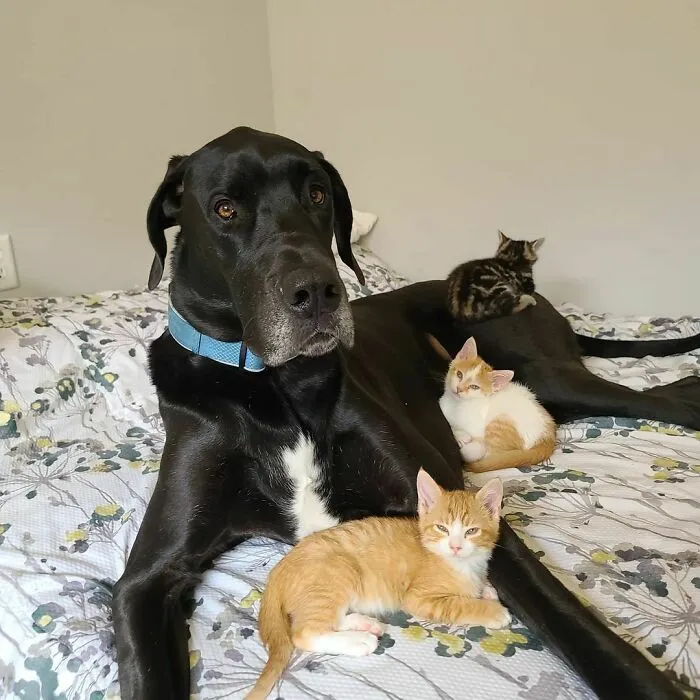 The World's Gentlest Giant On Foster Duty