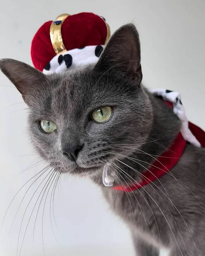 "Excuse Me Peasants… I Mean Pawrents.. Just Beclaws Mew Are Celebrating Black Cat Halloween, Doesn’t Means Mew Can Sleep All Day And Forgets To Feed My Royal Highness!"