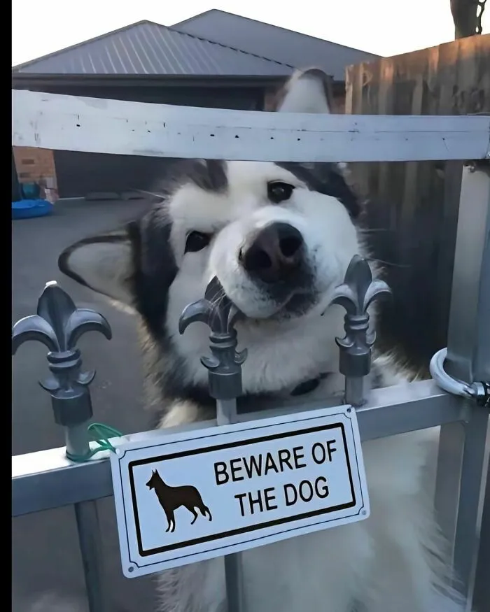 50 Delightfully Random Photos To Make Your Day A Little Brighter