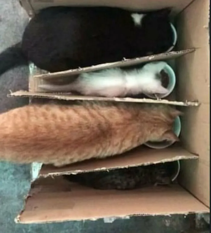 35 Hilariously Random Cat Pics To Make Your Day At Least 68.9% Better