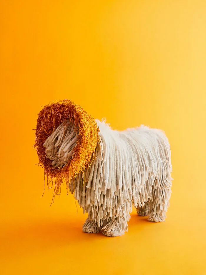 "Cone Of Shame": 14 Playful Dog Photographs By Winnie Au