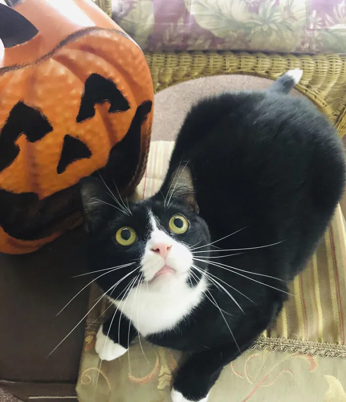 Felix From The US
