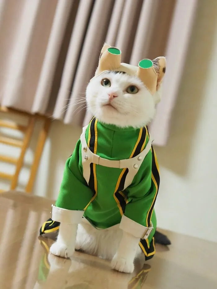 Tsuyu Asu From My Hero Academia