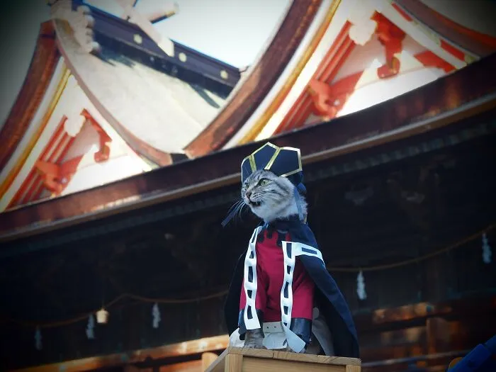 34 Handmade Costumes That This Guy Created For His Cats' Cosplays (New Pics)