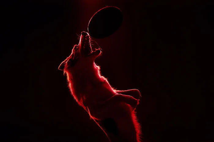 Catching The Bloody Moon