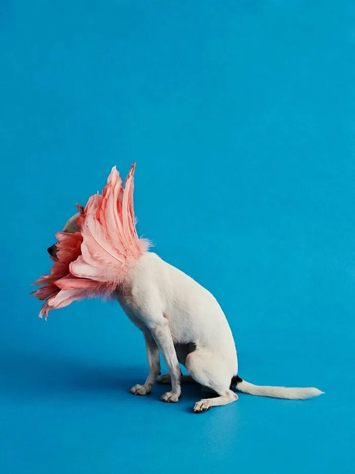 "Cone Of Shame": 14 Playful Dog Photographs By Winnie Au
