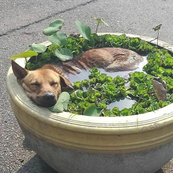 43 Fotos aleatorias que muestran la belleza del mundo