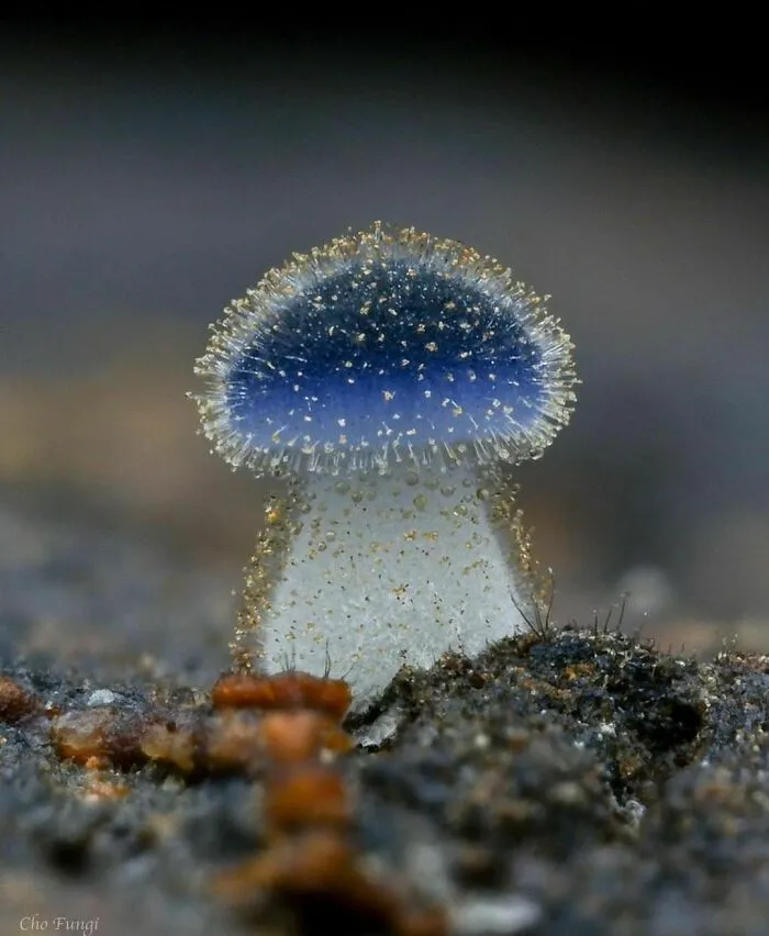 43 Fotos aleatorias que muestran la belleza del mundo