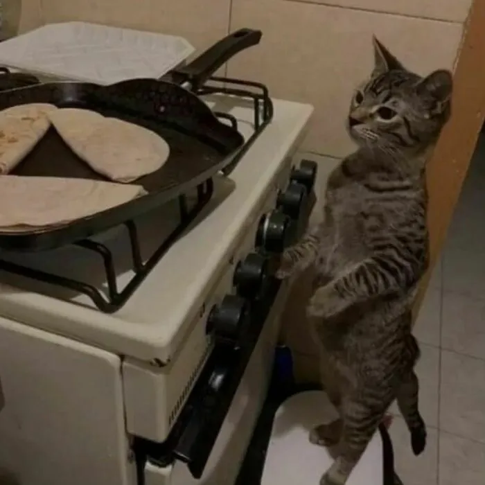 35 Hilariously Random Cat Pics To Make Your Day At Least 68.9% Better