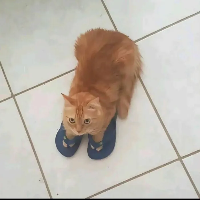 35 Hilariously Random Cat Pics To Make Your Day At Least 68.9% Better