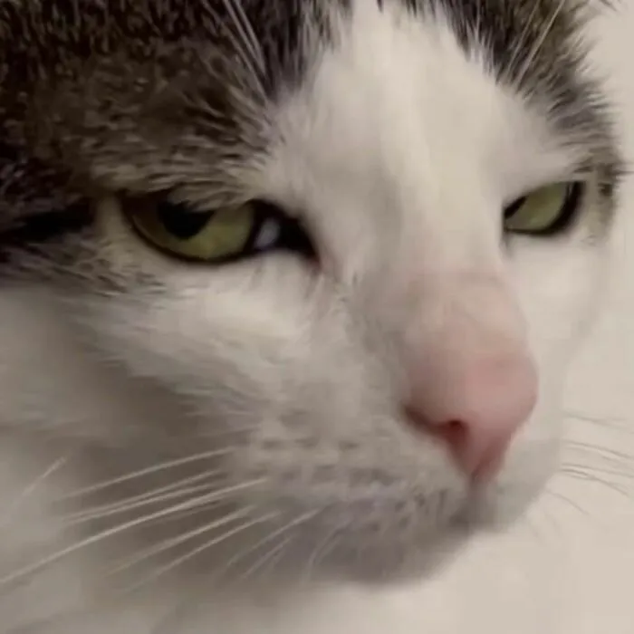 35 Hilariously Random Cat Pics To Make Your Day At Least 68.9% Better