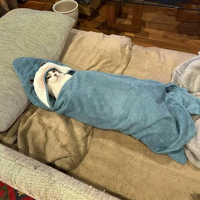 35 Hilariously Random Cat Pics To Make Your Day At Least 68.9% Better