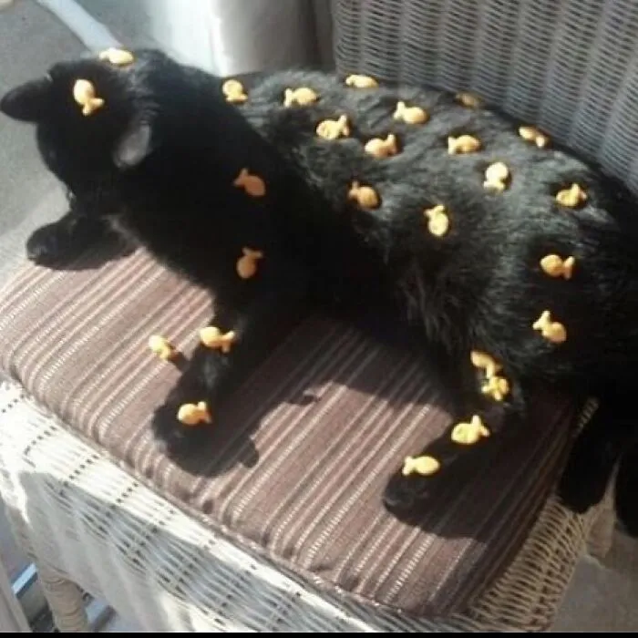 35 Hilariously Random Cat Pics To Make Your Day At Least 68.9% Better