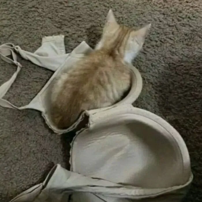 35 Hilariously Random Cat Pics To Make Your Day At Least 68.9% Better