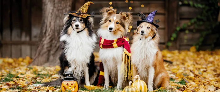 We. Are. The. Doggos!