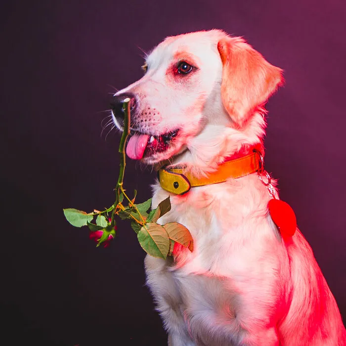 My 13 Colorful And Vibrant Canine Portraits That I Took For A Dog Calendar