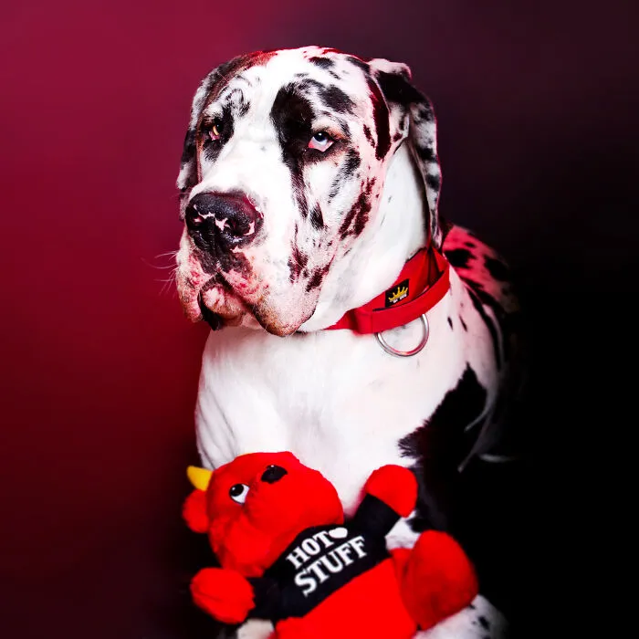 My 13 Colorful And Vibrant Canine Portraits That I Took For A Dog Calendar
