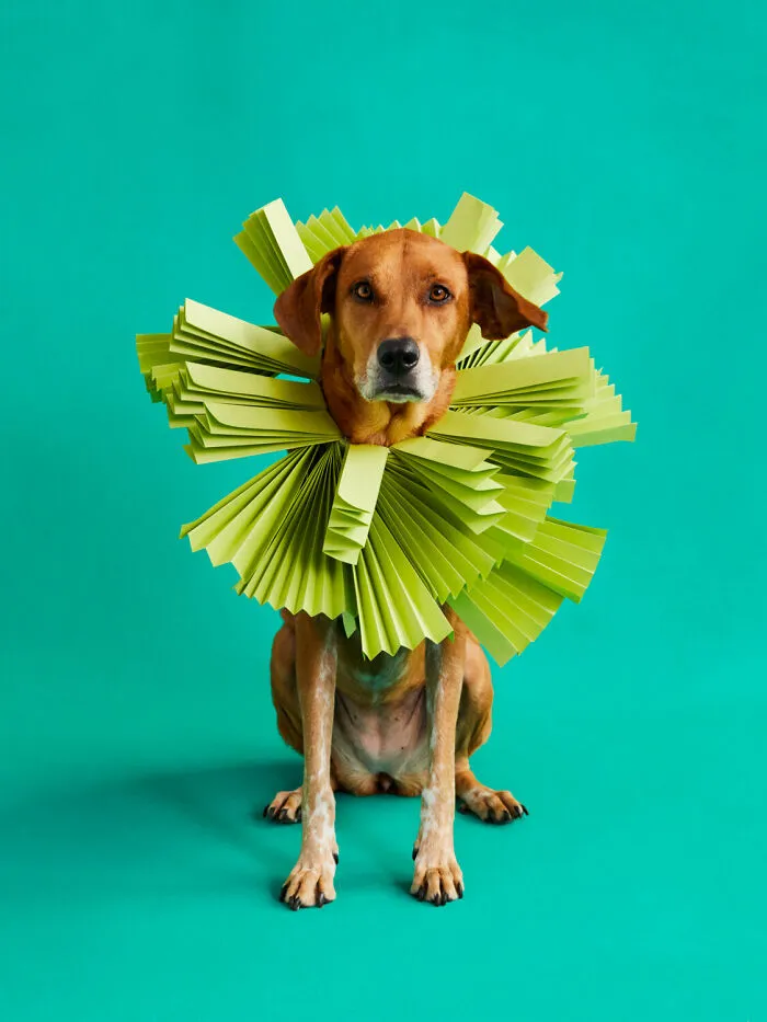 "Cone Of Shame": 14 Playful Dog Photographs By Winnie Au
