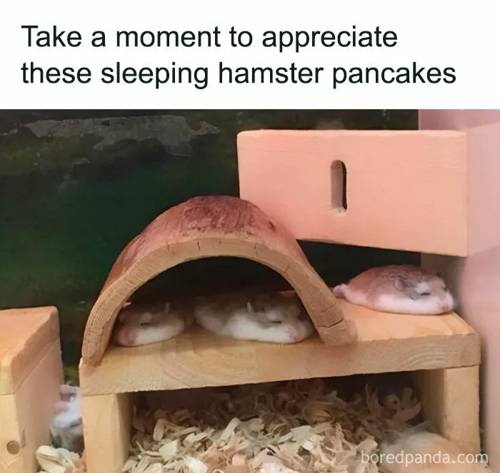 “Hamster Pancakes”
