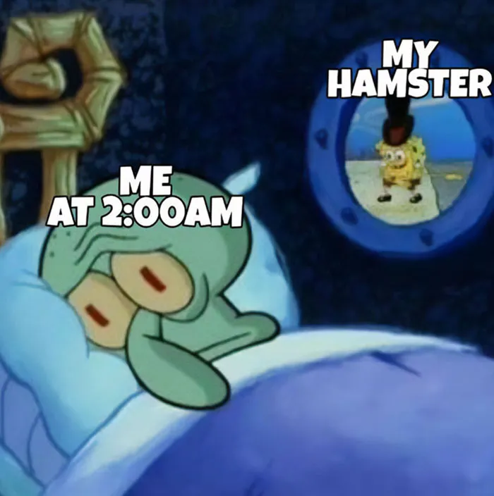 Hamster Schedule