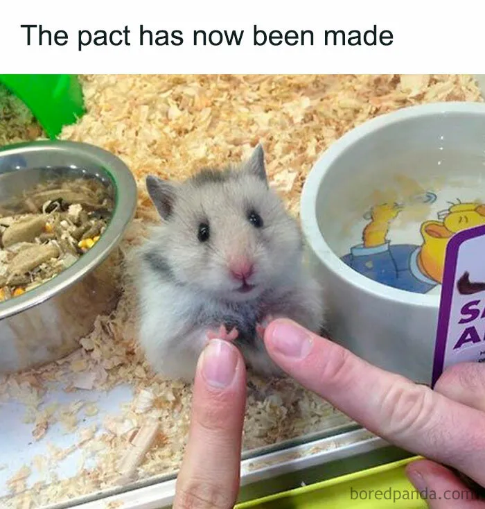 Hamster Pact