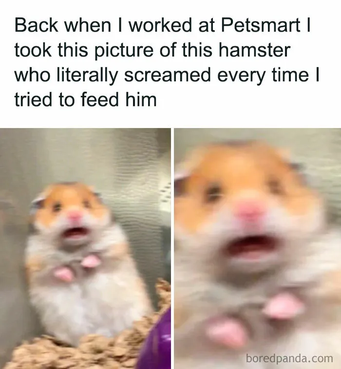 Screaming for Food