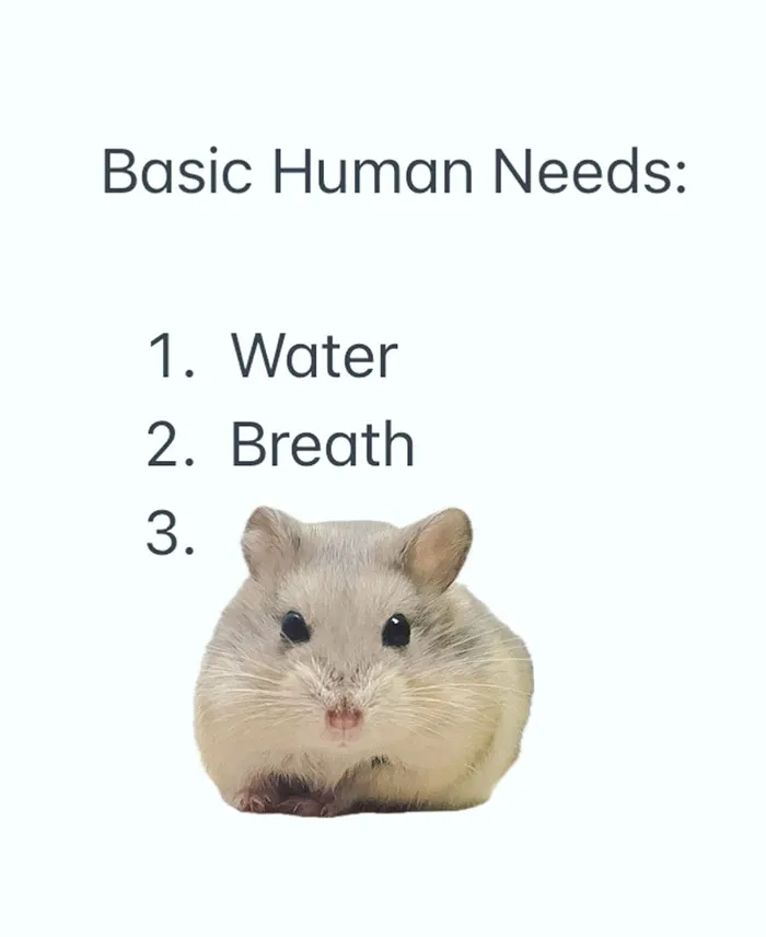Hamster is a Human Need