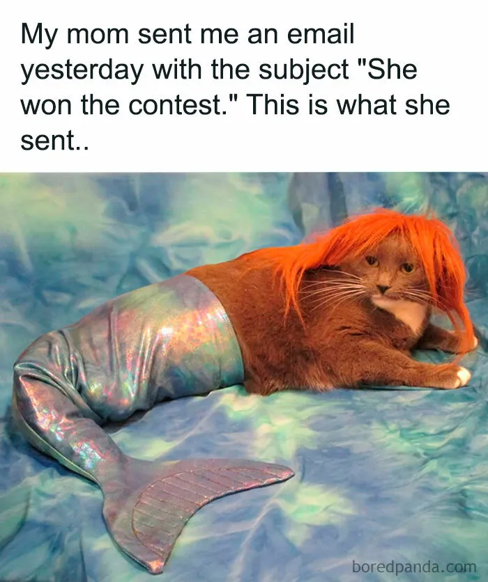 Pet Costume Awards