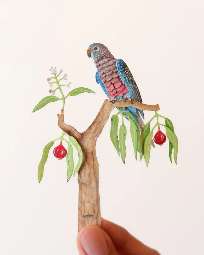 Bourke’s Parrot