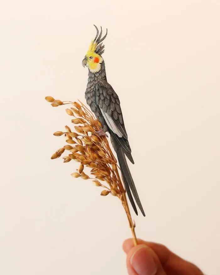 Cockatiel