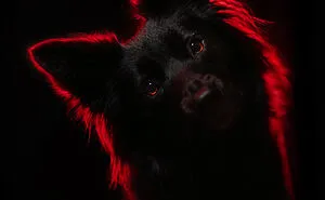I’m A Photographer Who Captured 20 Spooky Yet Enchanting Dog Portraits