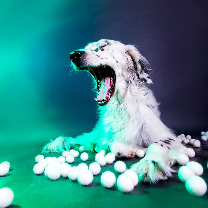 My 13 Colorful And Vibrant Canine Portraits That I Took For A Dog Calendar
