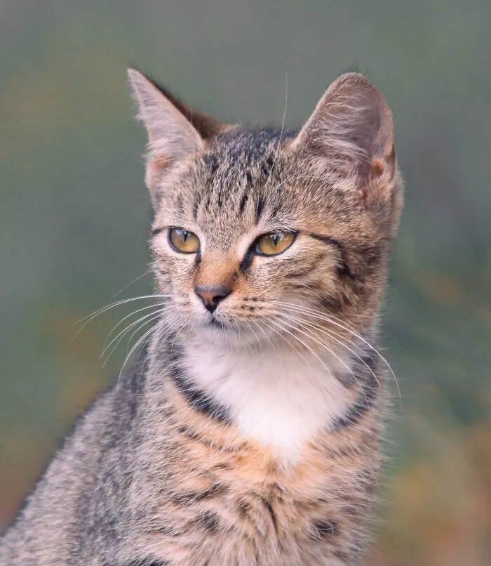 I Photographed 40 Street Cats To Celebrate Their Quirky And Endearing Personalities