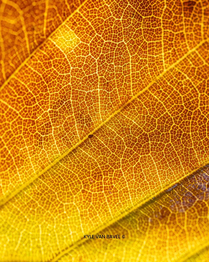 Tiny Leaf Visitor